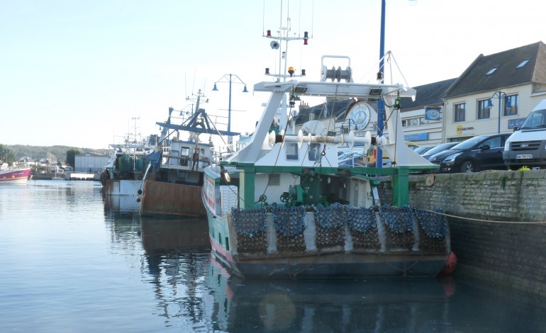 Pêche à la Saint-Jacques : les professionnels craignent que la ressource s'épuise vite