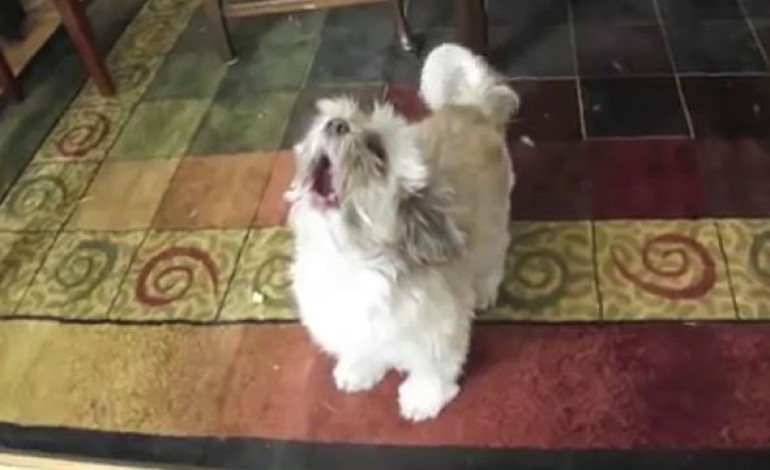 VIDEO - Ce chien n'aboie pas il hurle !