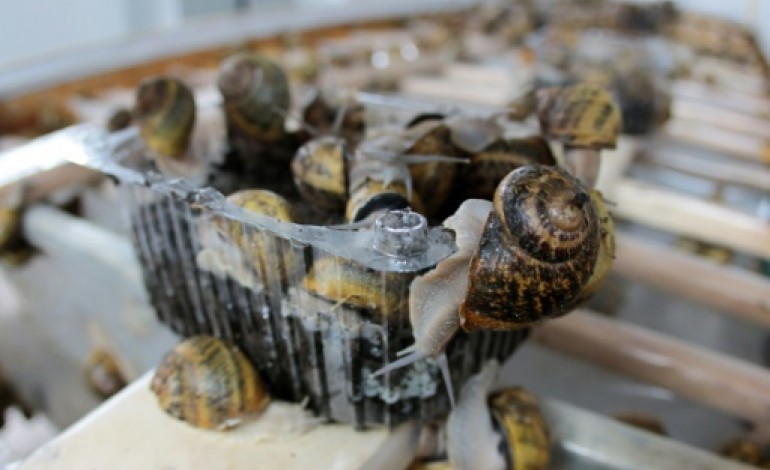 Campofelice di Roccella (Italie) (AFP). Le caviar d'escargot fait les délices d'une start-up sicilienne