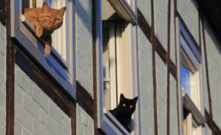 Bruxelles (AFP). Belgique: les chatons envahissent le net pendant les opérations antiterroristes