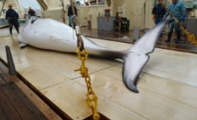 Tokyo (AFP). Le Japon reprend la chasse à la baleine dans l'Antarctique, bravant le tollé international