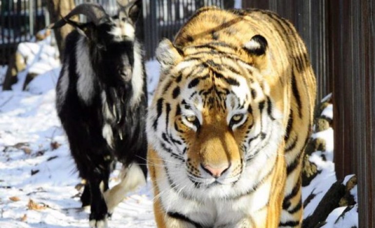 VIDEO - Une amitié improbable entre un tigre et une chèvre