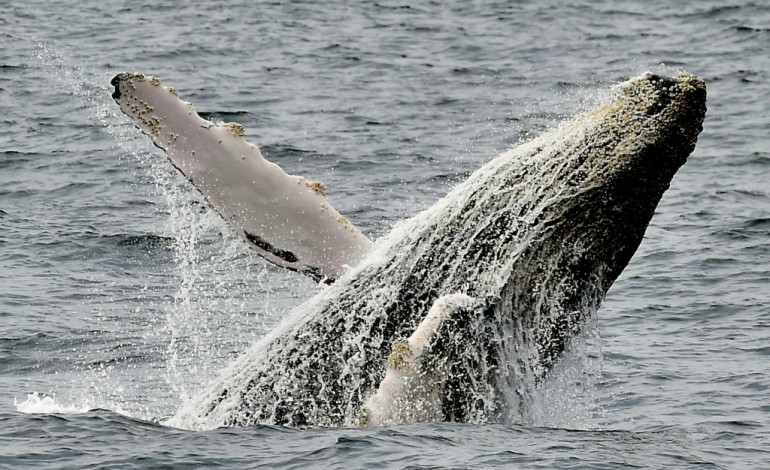 Puerto López (Equateur) (AFP). Les baleines face au fléau du réchauffement climatique