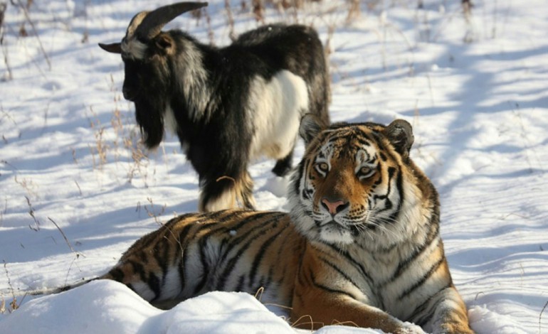 Moscou (AFP). Dans un zoo russe, le tigre Amour devient l'ami du bouc Timour