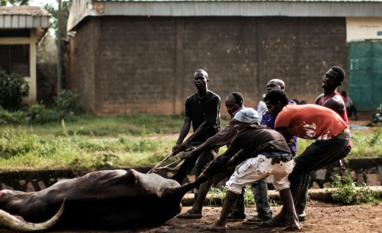 Bangui (AFP). Centrafrique: des abattoirs improvisés face à la faillite de l'économie