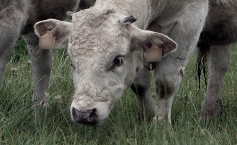 320 bovins abattus en Normandie après la découverte de cas de tuberculose