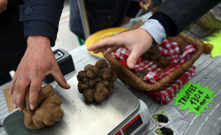 rognes (France) (AFP). Victime du réchauffement climatique, la truffe se fait rare et chère  