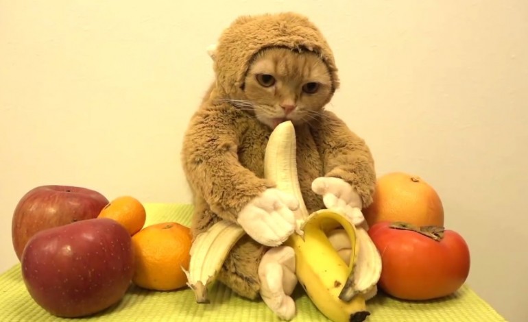 VIDEO - Un chat-singe mange une banane.