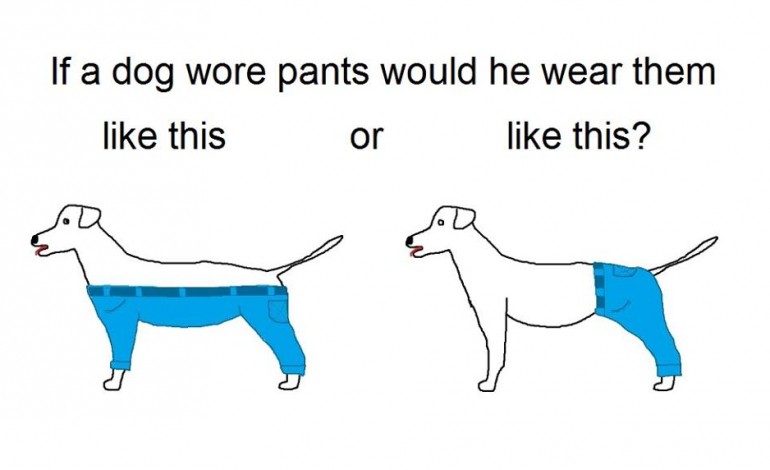 Si un chien portait un pantalon comment devrait-il le mettre ?