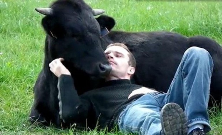 Pour vous détendre, pensez à câliner une vache !