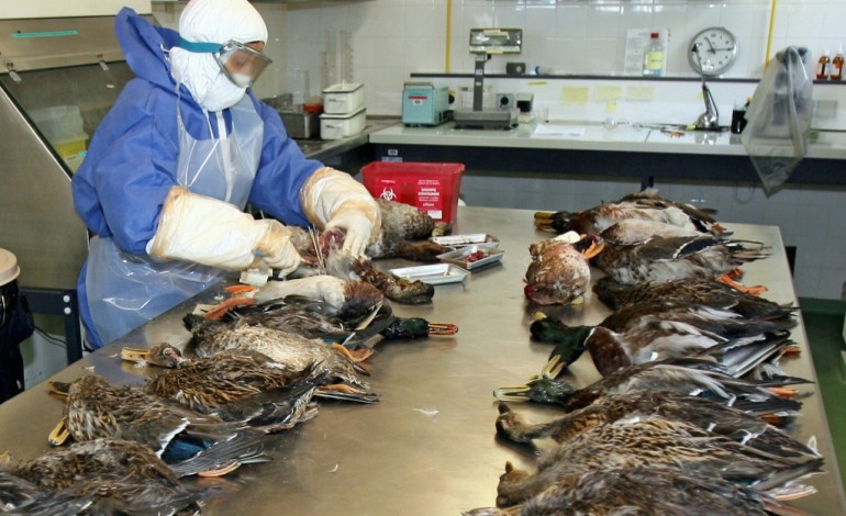Paris (AFP). Grippe aviaire: des élevages du Sud-Ouest vont fermer plusieurs mois pour stopper l'épidémie