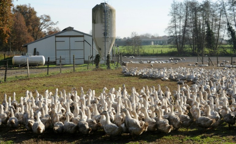Paris (AFP). Grippe aviaire: les élevages vidés à partir de lundi dans 18 départements du sud-ouest 