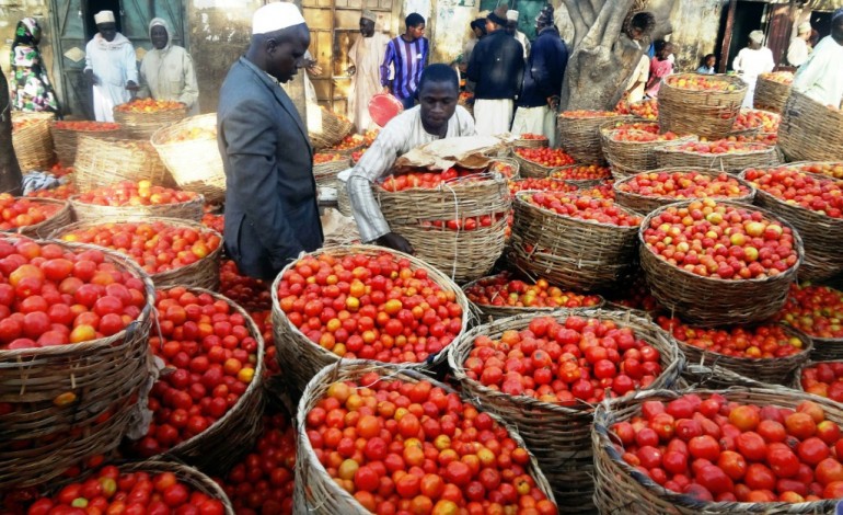 Kano (Nigeria) (AFP). Au Nigeria, des tomates pour lutter contre le chômage