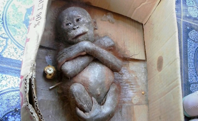 Jakarta (AFP). Indonésie: nouvelle vie pour un bébé orang-outan passé près de la mort