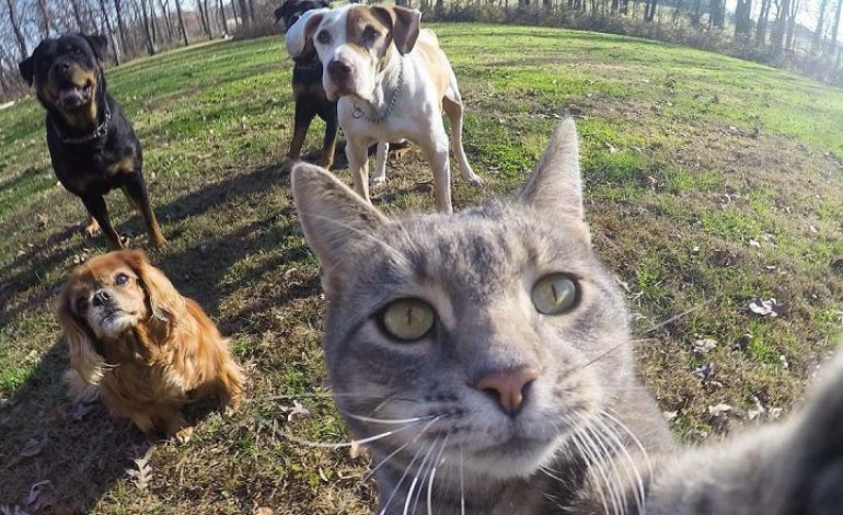 Manny le chat roi des selfies est la star des réseaux sociaux 