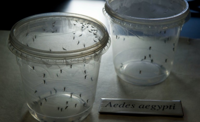New York (AFP). Virus Zika: trois personnes atteintes à New York 