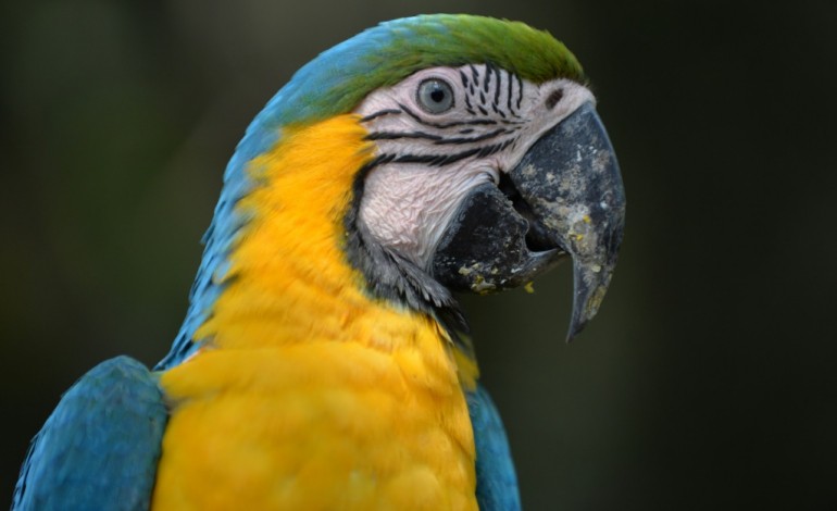 Bogor (Indonésie) (AFP). Indonésie: des milliers d'oiseaux exotiques menacés dans des forêts pillées