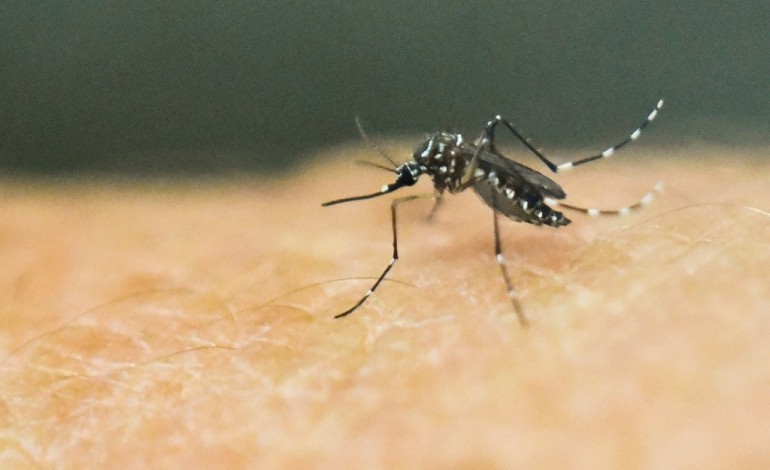 Copenhague (AFP). Zika: un cas du virus annoncé par un hôpital danois 
