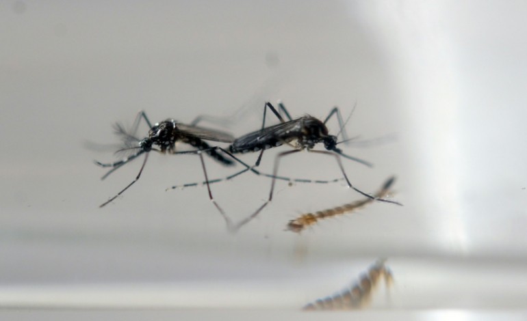 Genève (AFP). Zika : l'OMS s'attend à 3 à 4 millions de cas sur le continent américain