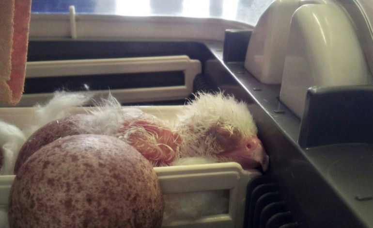 Santiago du Chili (AFP). Chili: un rare faucon albinos sauvé d'un trafic d'?ufs destiné à Dubaï