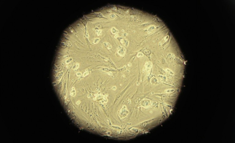 Londres (AFP). Grande-Bretagne: des scientifiques autorisés à manipuler des embryons humains