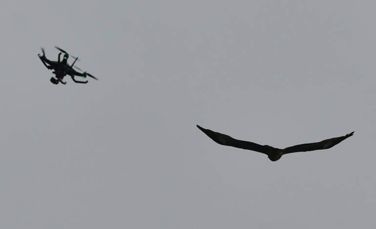 La Haye (AFP). La police néerlandaise teste des aigles pour capturer des drones