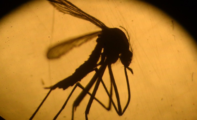 Montevideo (AFP). Zika: le monde s'inquiète, l'Amérique latine se mobilise