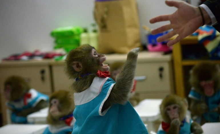 Dongying (Chine) (AFP). L'année du Singe, belle année en perspective pour les spectacles de primates