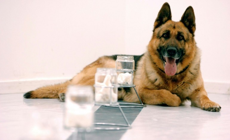 Lyon (AFP). Le flair des chiens de la police scientifique est fiable, selon une étude