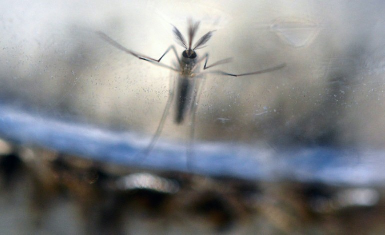Genève (AFP). Zika: pas de tests de vaccins à grande échelle avant au moins 18 mois