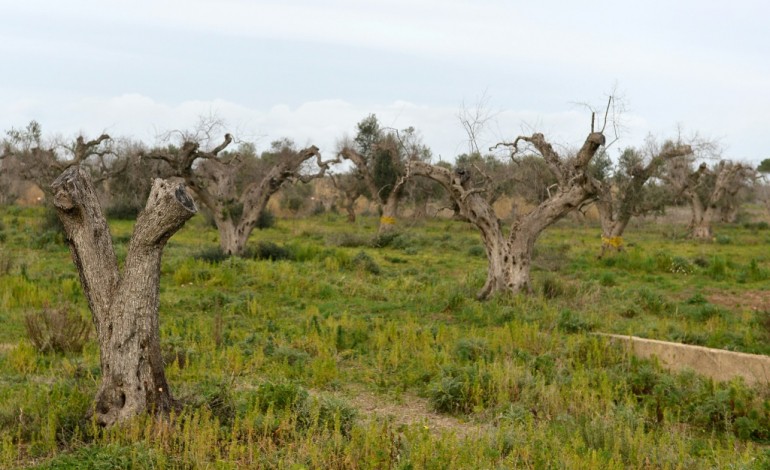 Gallipoli (Italie) (AFP). Dans les Pouilles, les oliviers millénaires se meurent de la xylella 