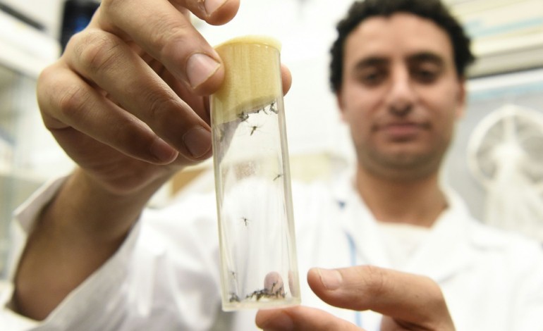 Seibersdorf (Autriche) (AFP). Zika: les chercheurs traquent le moustique mâle pour le neutraliser 