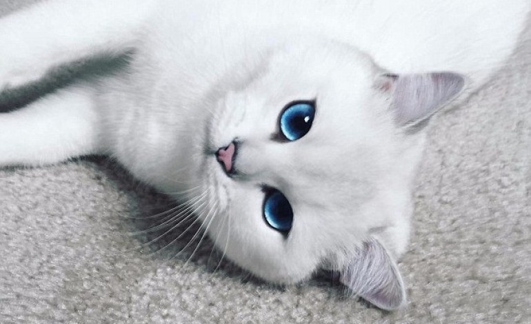 Instagram héberge le plus beau chat du monde