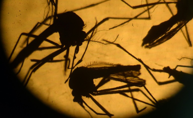 Paris (AFP). Première étude démontrant un lien entre Zika et le syndrome neurologique Guillain-Barré