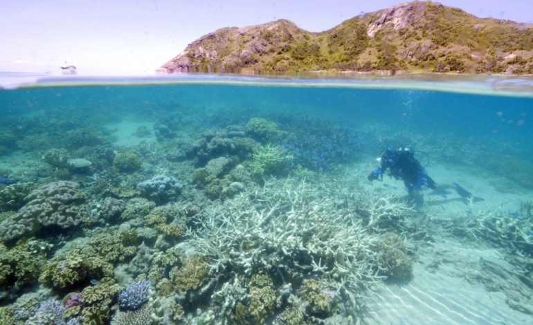 Sydney (AFP). La Grande barrière de corail présente des signes de blanchiment 