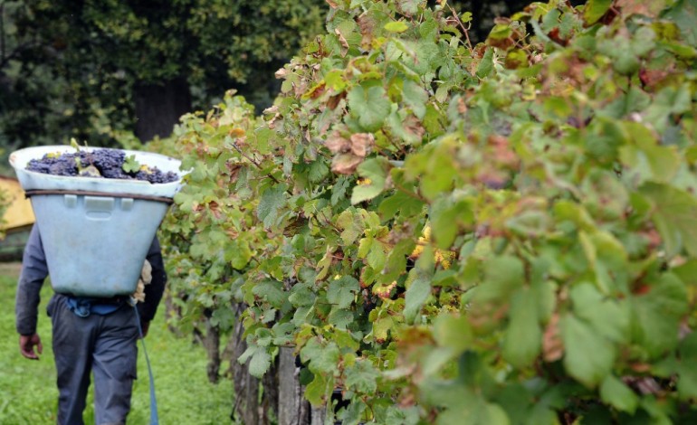 Paris (AFP). Viticulture: les professionnels mobilisés face au dépérissement du vignoble