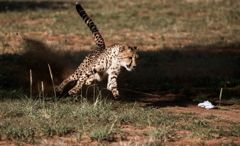 Otjiwarongo (Namibie) (AFP). Laurie Marker: une vie pour sauver les guépards de l'extinction