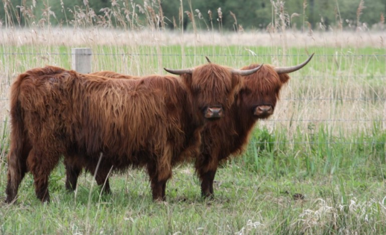 Ecopâturage : les animaux à l'assaut des herbages dans la Métropole Rouen Normandie