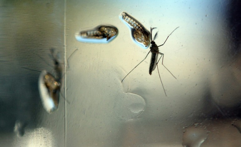Paris (AFP). Zika: Suspicion très sérieuse d'un premier cas de microcéphalie en France