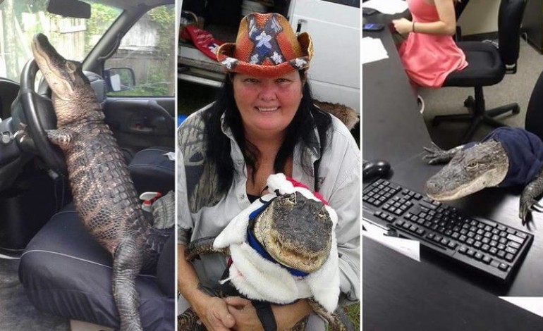Elle se bat pour avoir le droit de garder son alligator chez elle