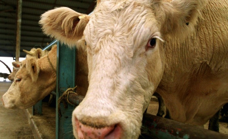 Paris (AFP). Vache folle: suspicion d'un cas d'ESB dans un élevage des Ardennes

