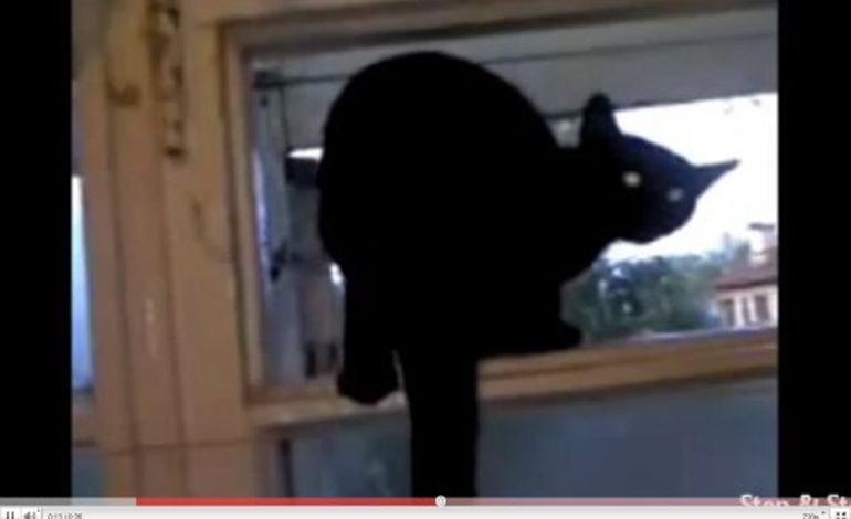 Un chat aboie, la vidéo fait le buzz sur le net.