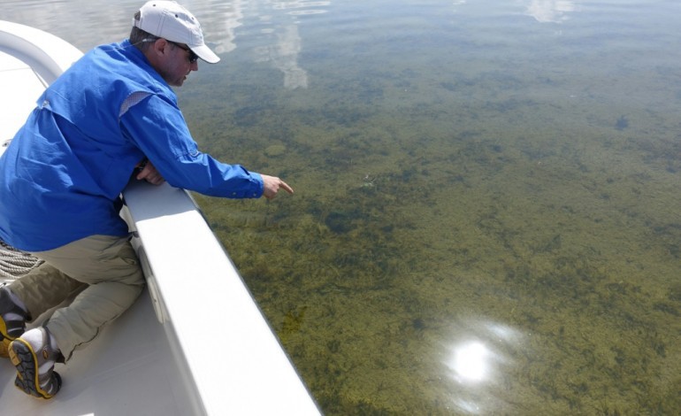 Islamorada (Etats-Unis) (AFP). Sous les eaux de Floride, "l'herbe zombie" menace l'écosystème