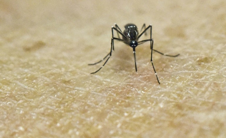 Paris (AFP). OMS: l'épidémie de Zika "clairement" en régression au Brésil