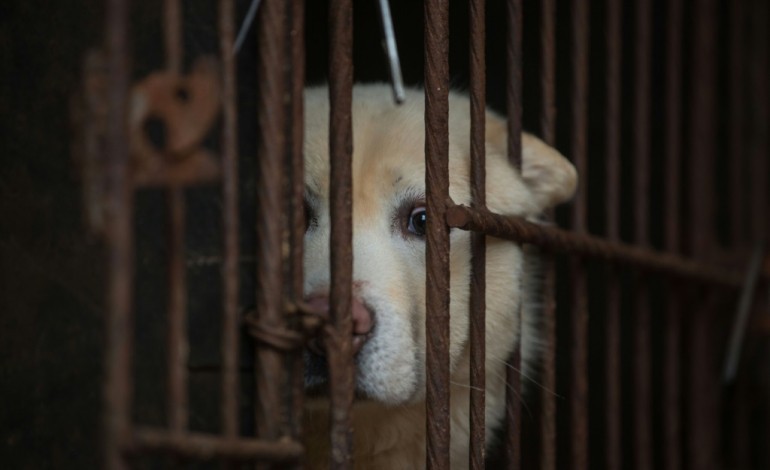 Séoul (AFP). Corée du Sud : le business moribond de la viande de chien
