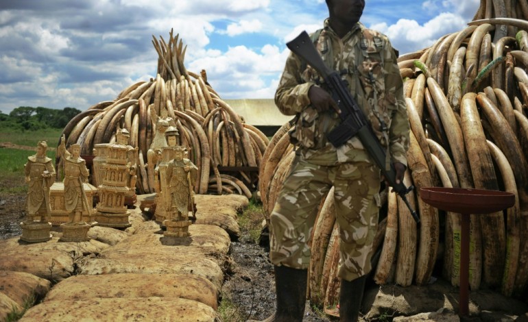 Nairobi (AFP). Kenya: pour brûler l'ivoire, le feu ne suffit pas