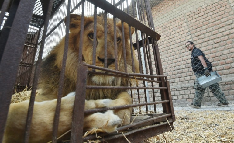 Lima (AFP). Animaux: des lions sauvés des cirques sud-américains s'envolent pour l'Afrique