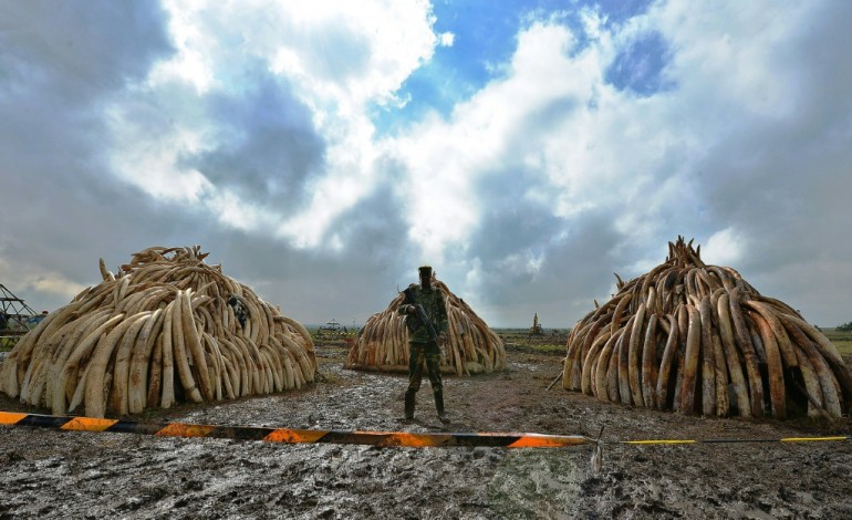 Nairobi (AFP). Le Kenya s'apprête à brûler la plus grande quantité d'ivoire de l'histoire