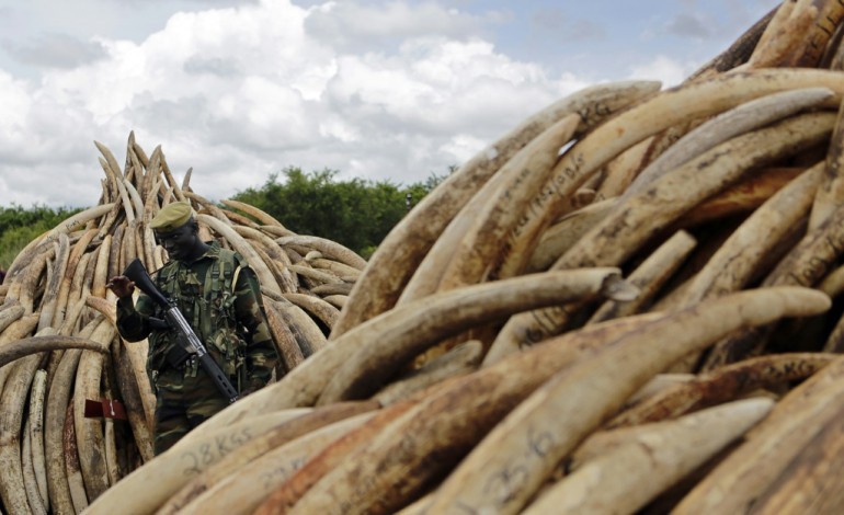 Nairobi (AFP). Braconnage d'éléphants: le Kenya va brûler des tonnes d'ivoire