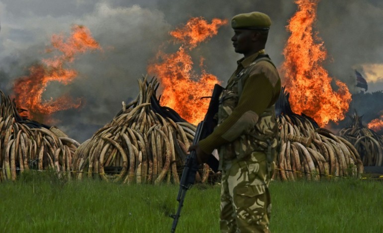 Nairobi (AFP). Braconnage: le Kenya détruit des tonnes d'ivoire